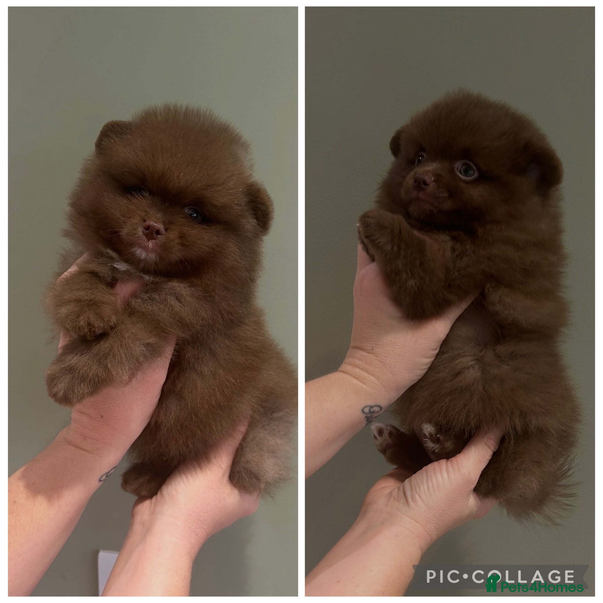 Pomeranian dogs Beautiful Chocolate Pomeranians Ready Now 🥰 - Advert 3