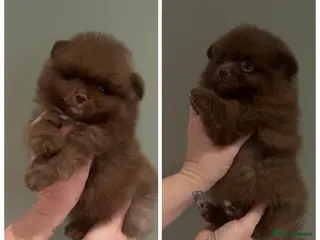 Pomeranian dogs Beautiful Chocolate Pomeranians Ready Now 🥰 - Advert 3