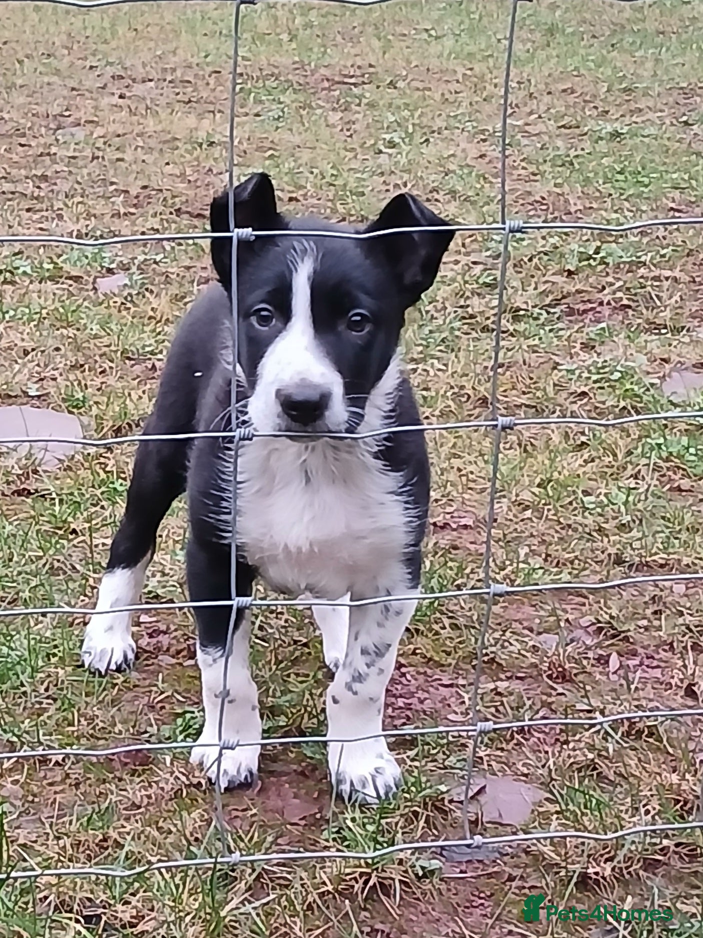 Border Collie dogs Adorable sherp dog pups for sale - Advert 5