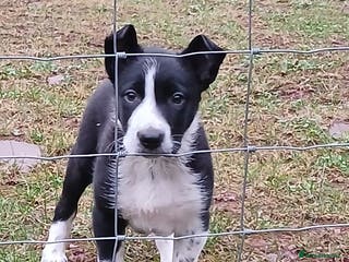 Border Collie dogs Adorable sherp dog pups for sale - Advert 9