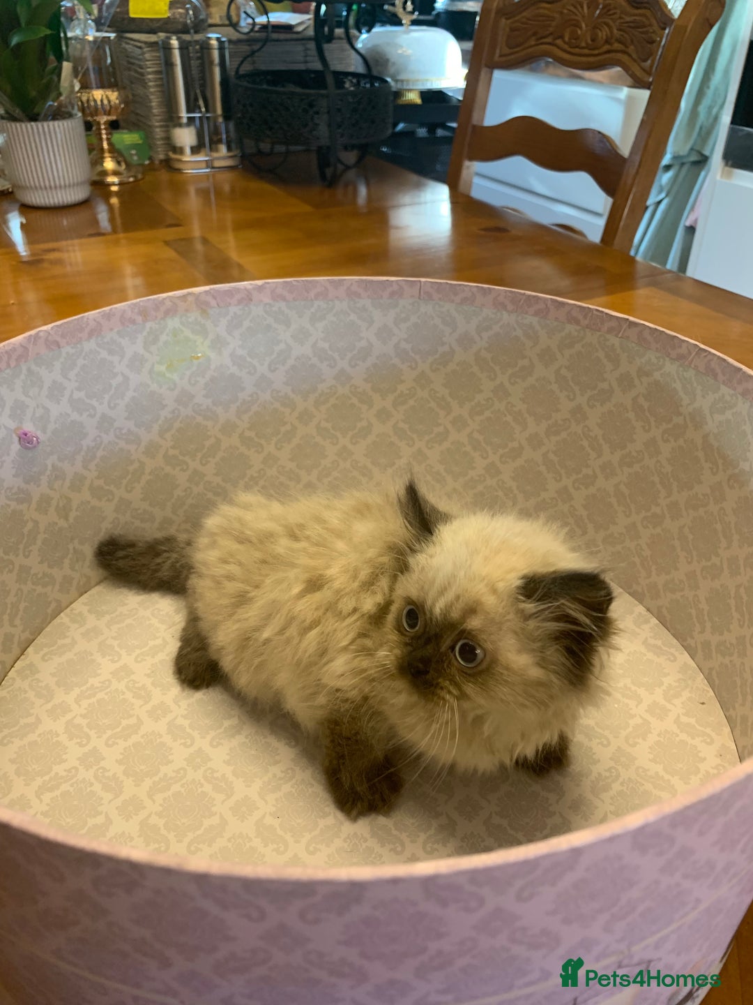 Selkirk Rex cats for sale: Selkirk rex kittens  - Image 4