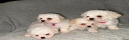 Bichon Frise dogs for sale: 2little bichon frise looking for a new home❤️🩷💚 - Advert 3