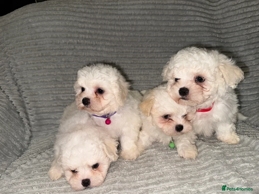 Bichon Frise dogs for sale: 2little bichon frise looking for a new home❤️🩷💚 - Advert 3