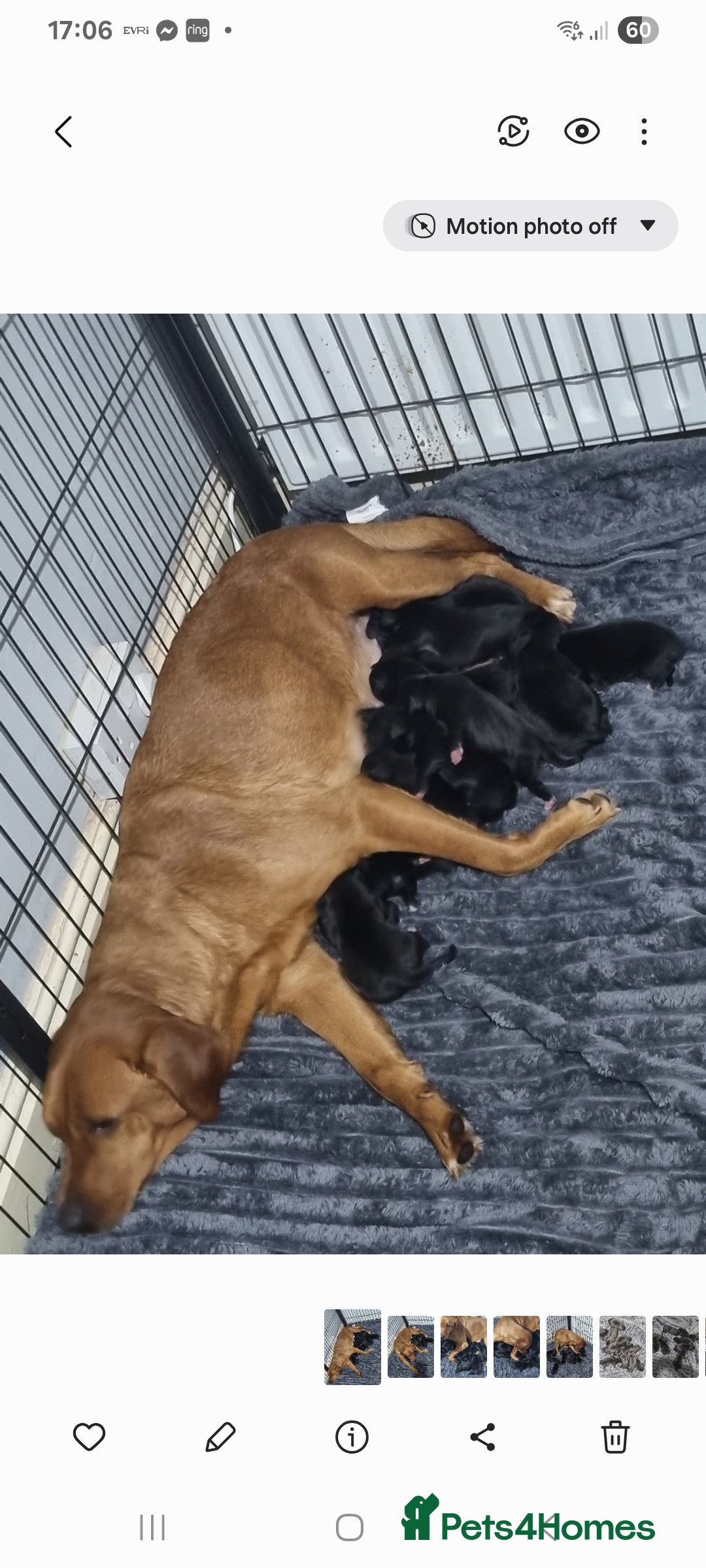 Mixed Breed dogs for sale: Staffador Puppies  - Advert 2