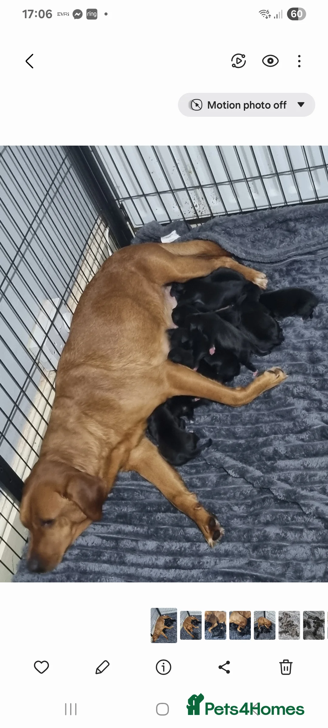 Mixed Breed dogs for sale: 3 xx Stunning Girls Left Staffador Puppies  - Advert 13