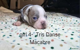 Boston Terrier dogs for sale: Beautiful Blue Bostons  - Image 11