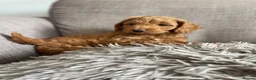Cockapoo dogs for sale: Beautiful cockapoo puppies - Advert 4