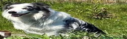 Border Collie dogs for sale: Classic Long Coated B&W Border Collie Girl Pups - Advert 7