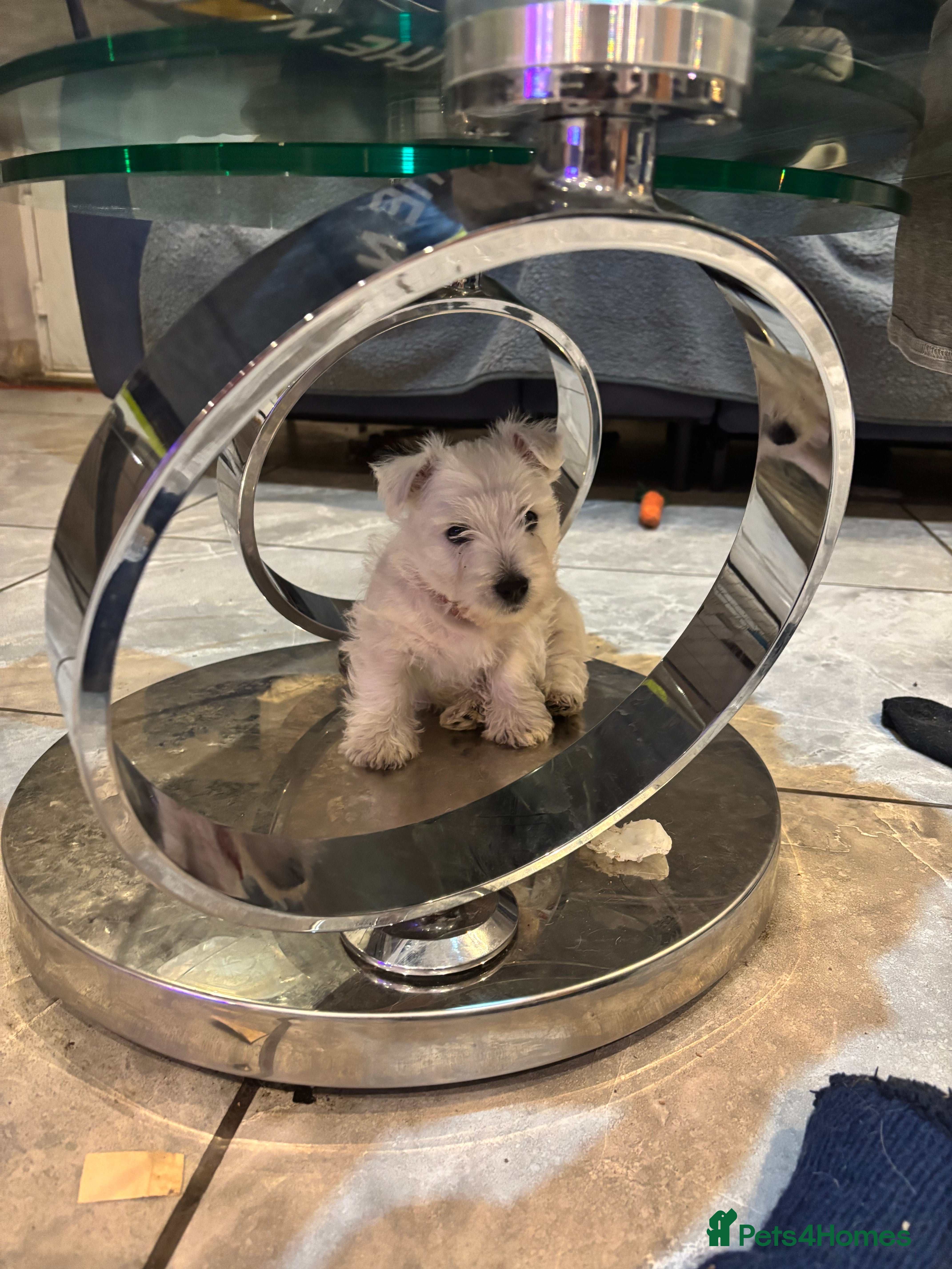 West Highland Terrier dogs KC reg west highland pups for sale  - Advert 12