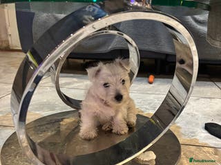 West Highland Terrier dogs KC reg west highland pups for sale - Advert 12