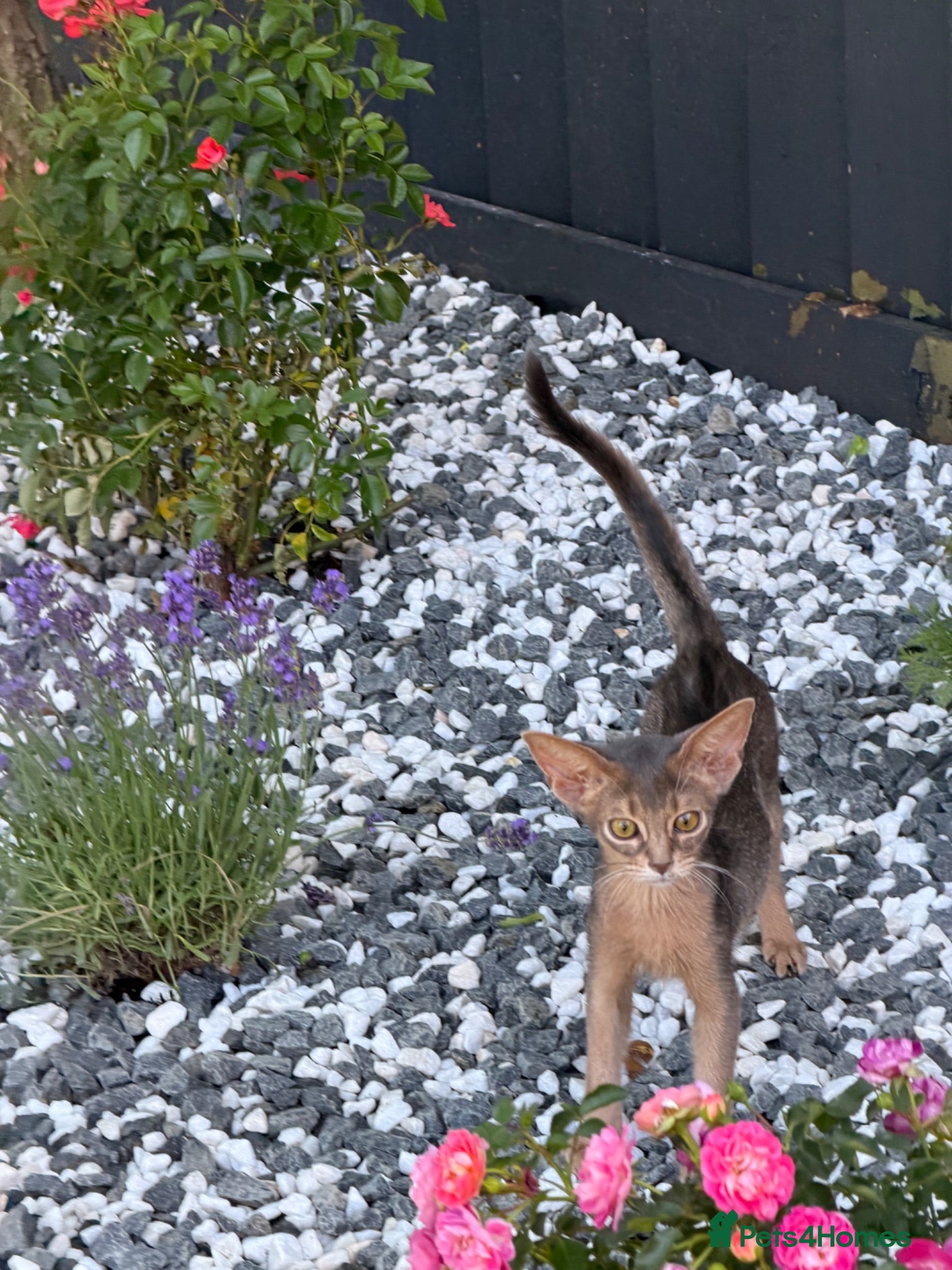 Abyssinian cats     Gorgeous kittens from champion parents 😽 - Advert 2