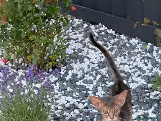 Abyssinian cats Gorgeous kittens from champion parents 😽 - Advert 2