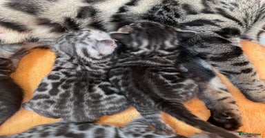 Bengal cats - Advert 8