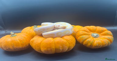 Python Snake reptiles - Advert 8