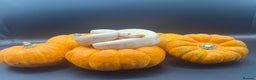 Python Snake reptiles for sale: Ball pythons for sale - Advert 3