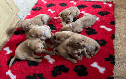 Labrador Retriever dogs for sale: Lovely litter of 7 fox red KC reg labrador puppies - Image 4