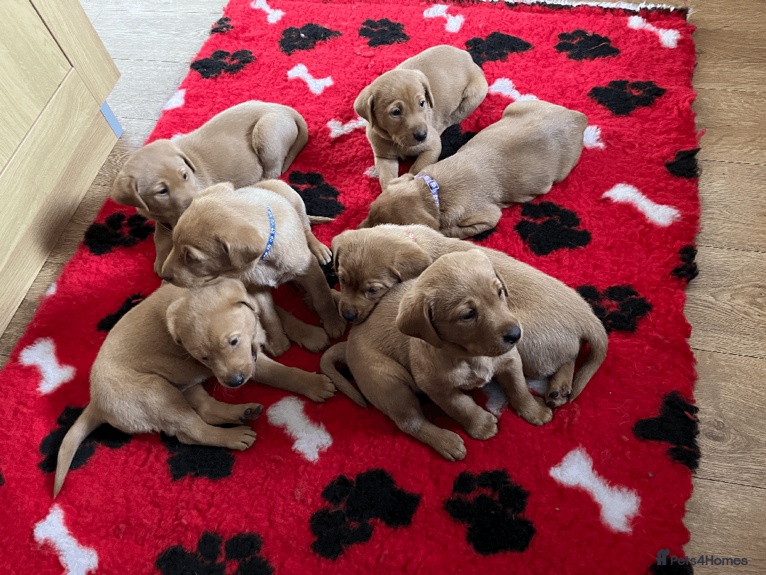 Labrador Retriever dogs for sale: Lovely litter of 7 fox red KC reg labrador puppies - Image 4