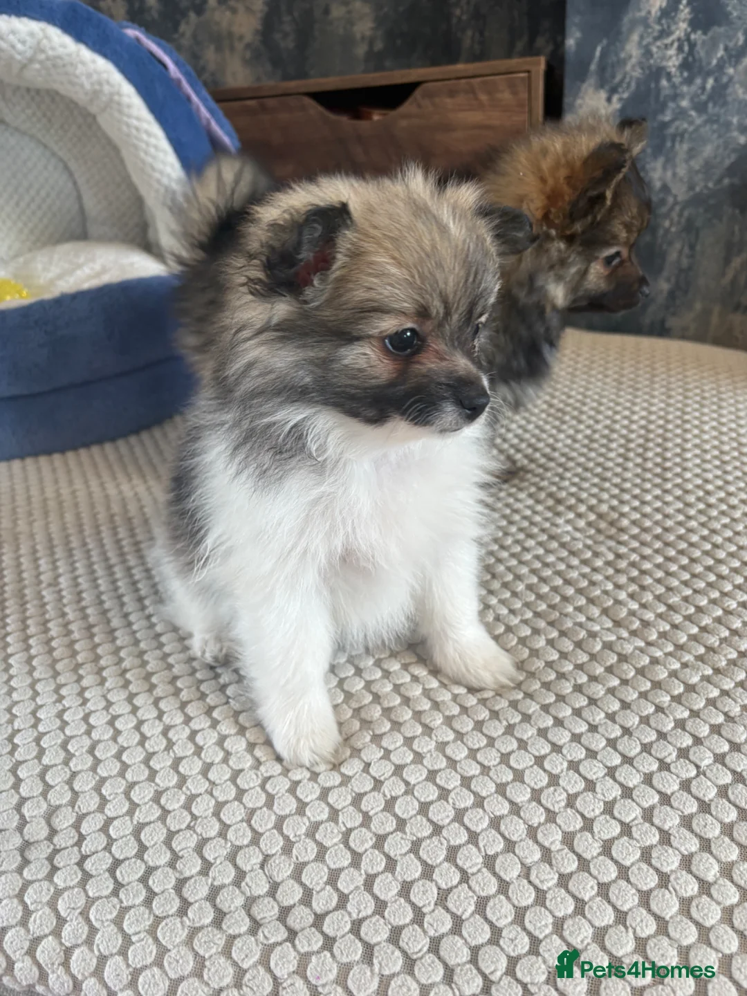 Pomeranian dogs for sale: 2 beautiful Pomeranian puppies - Advert 1