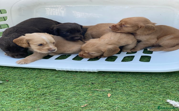 Cocker Spaniel dogs - Advert 2