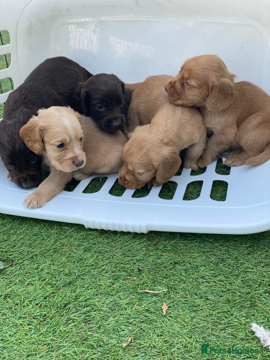 Cocker Spaniel dogs for sale: Health Tested Cocker Spaniel Pups - Image 1