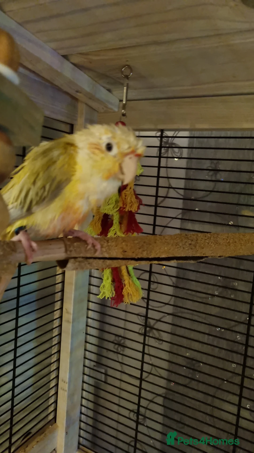 Conures birds for sale: Rare moon cheek conure  - Advert 4