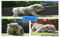 English Bulldog dogs for sale: Outstanding English bulldog puppies  - Image 4
