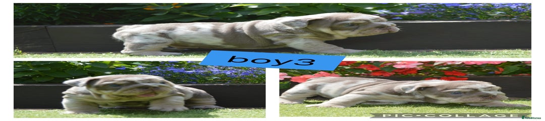 English Bulldog Puppy 4