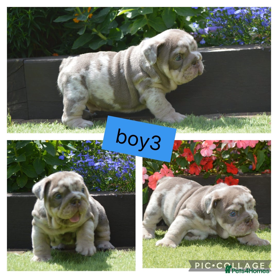 English Bulldog dogs for sale: Outstanding English bulldog puppies  - Image 4