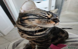 Bengal cats for stud: Charcoal brown bengal stud glitter coat  - Image 3