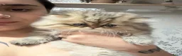 Persian cats for sale: Stunning Persian chinchilla kittens  - Advert 7