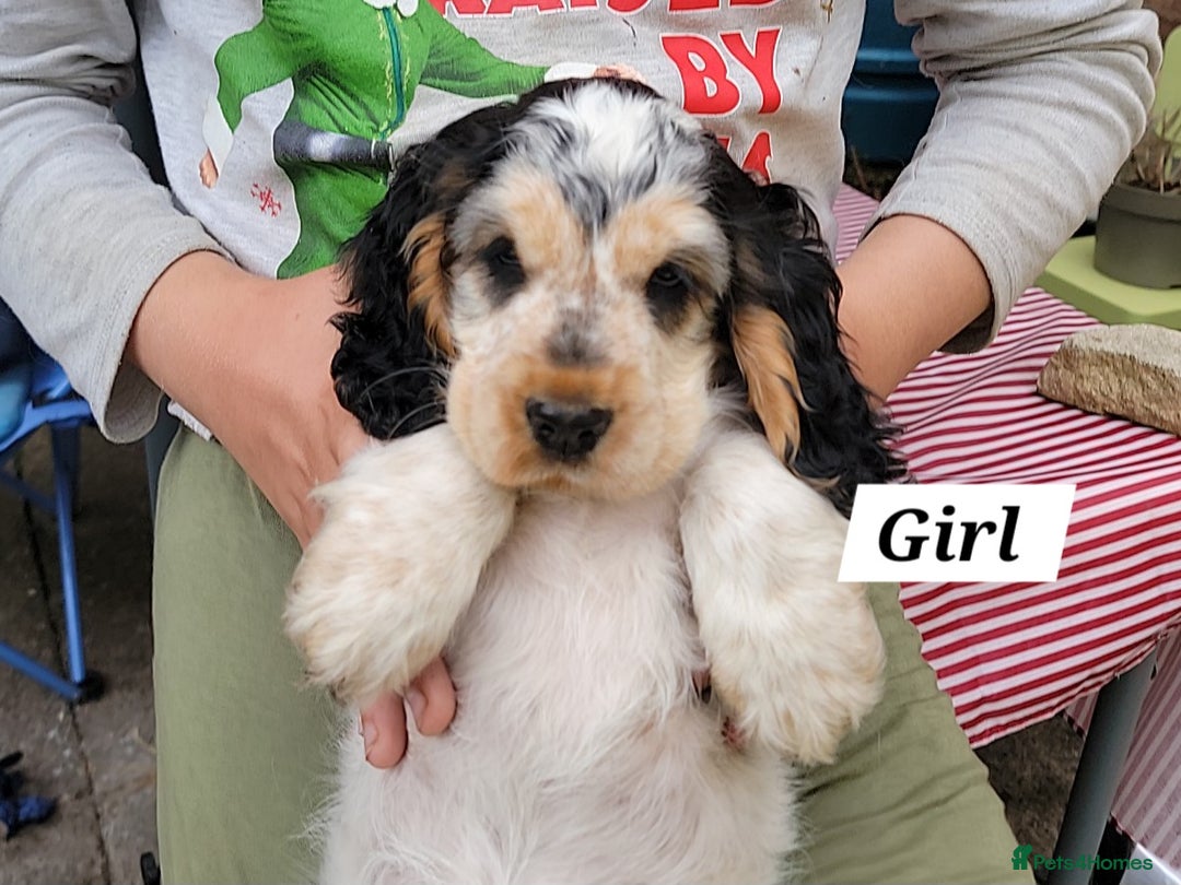 Cocker Spaniel dogs for sale:  LAST GIRL❗️ Blue Roan Tan Cocker Sp– KC bloodline - Image 11