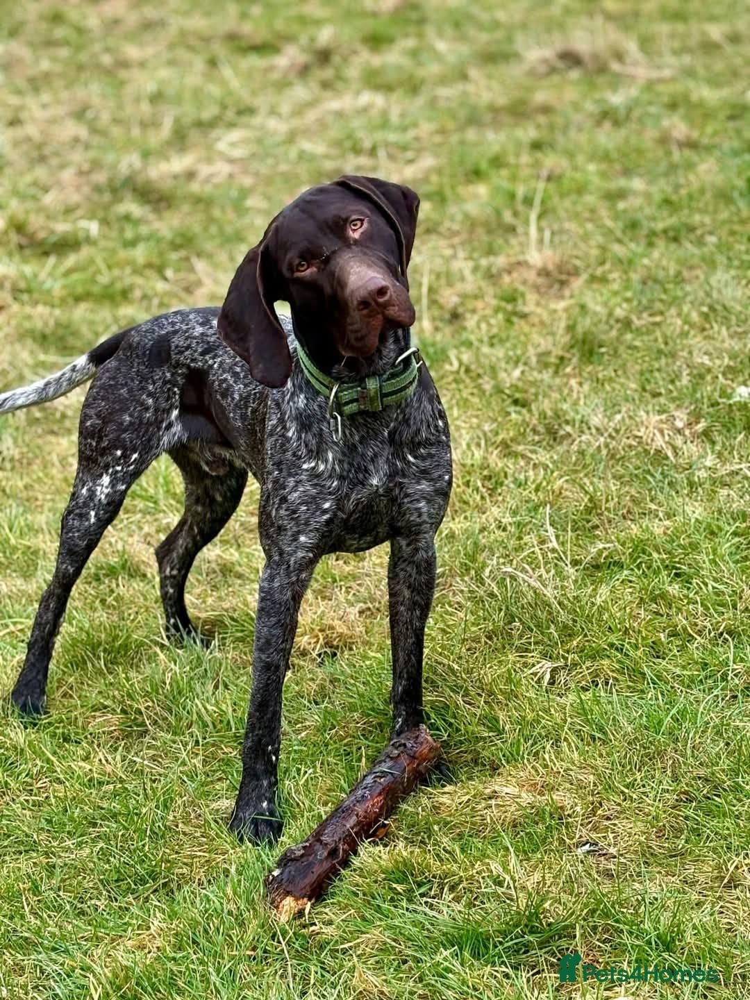 German Shorthaired Pointer dogs for stud: KC registered GSP for stud  - Image 3