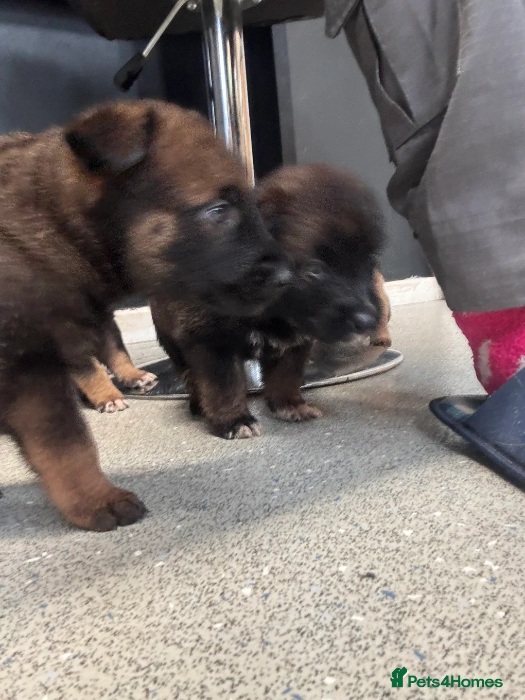 Belgian Shepherd Dog dogs for sale: Belgian malinios puppies - Advert 4