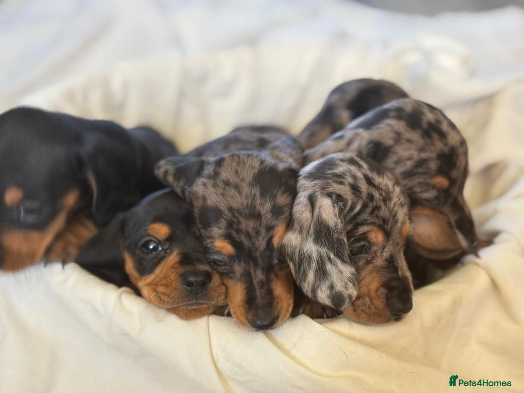 Miniature Dachshund dogs for sale: Miniature dachshunds - Image 3