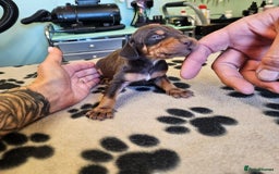 Hungarian Vizsla dogs for sale: Hungarian vizsla pups top quality pups  - Image 10