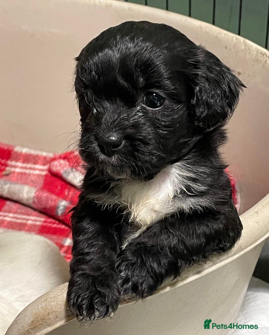 Mixed Breed dogs Stunning Sproodle x Shih Tzu pups ready 26/1 - Advert 1