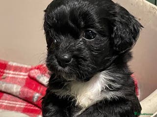 Mixed Breed dogs Stunning Sproodle x Shih Tzu pups ready 26/1 - Advert 1
