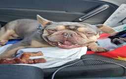 French Bulldog dogs for sale: Chunky male french bulldog  - Image 1
