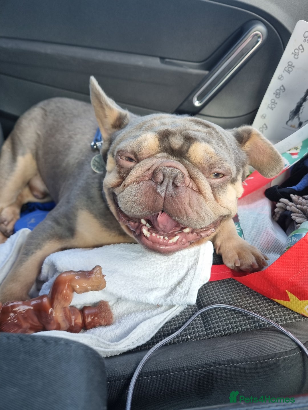French Bulldog dogs for sale: Chunky male french bulldog  - Image 1