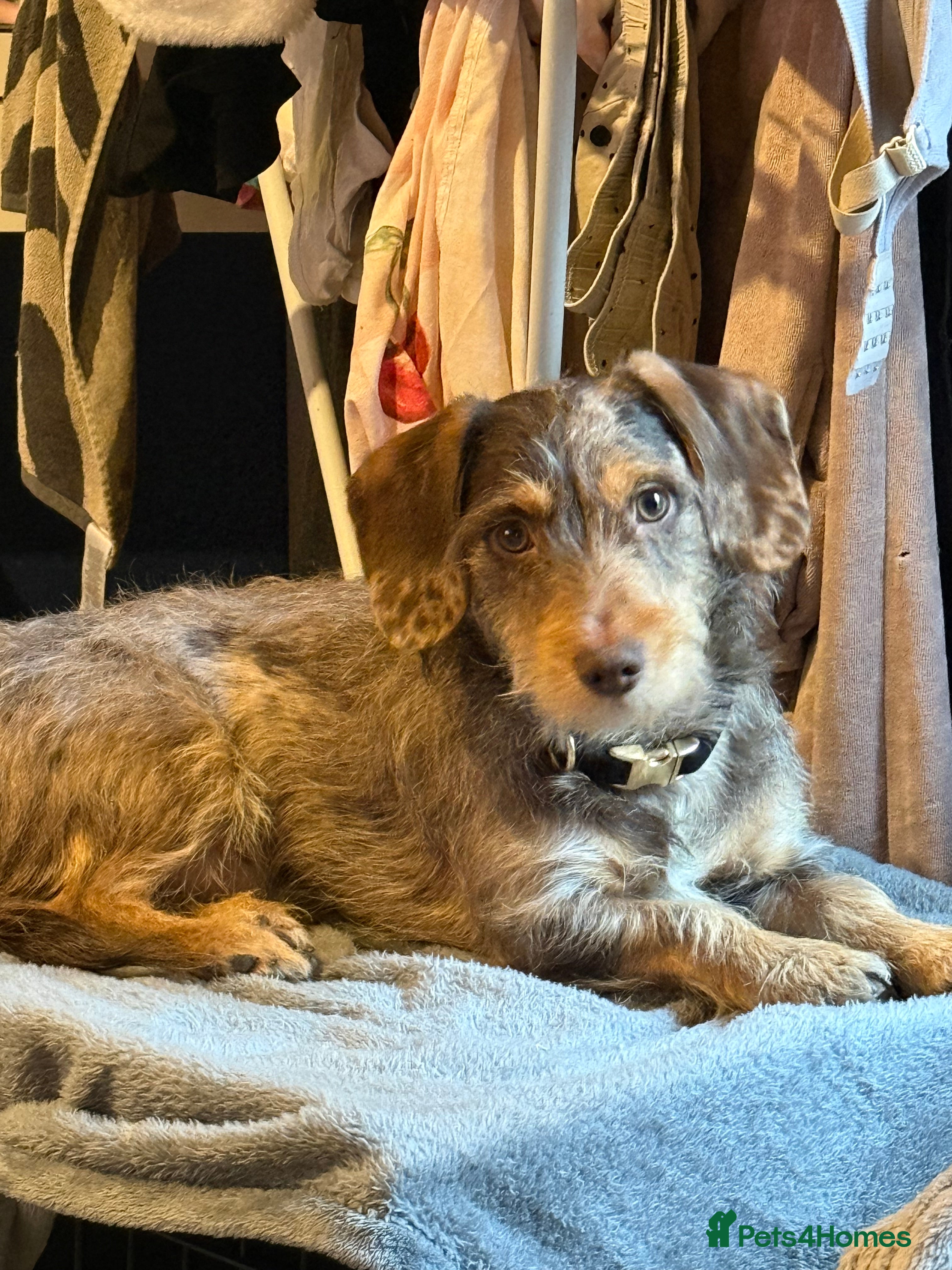 Mixed Breed dogs 10 month old mini dachshund/jack Russell male   - Advert 12