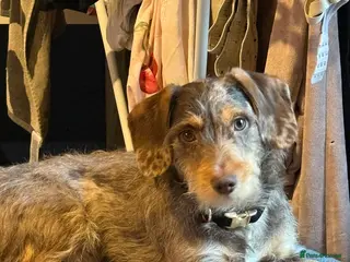 Mixed Breed dogs 10 month old mini dachshund/jack Russell male - Advert 12
