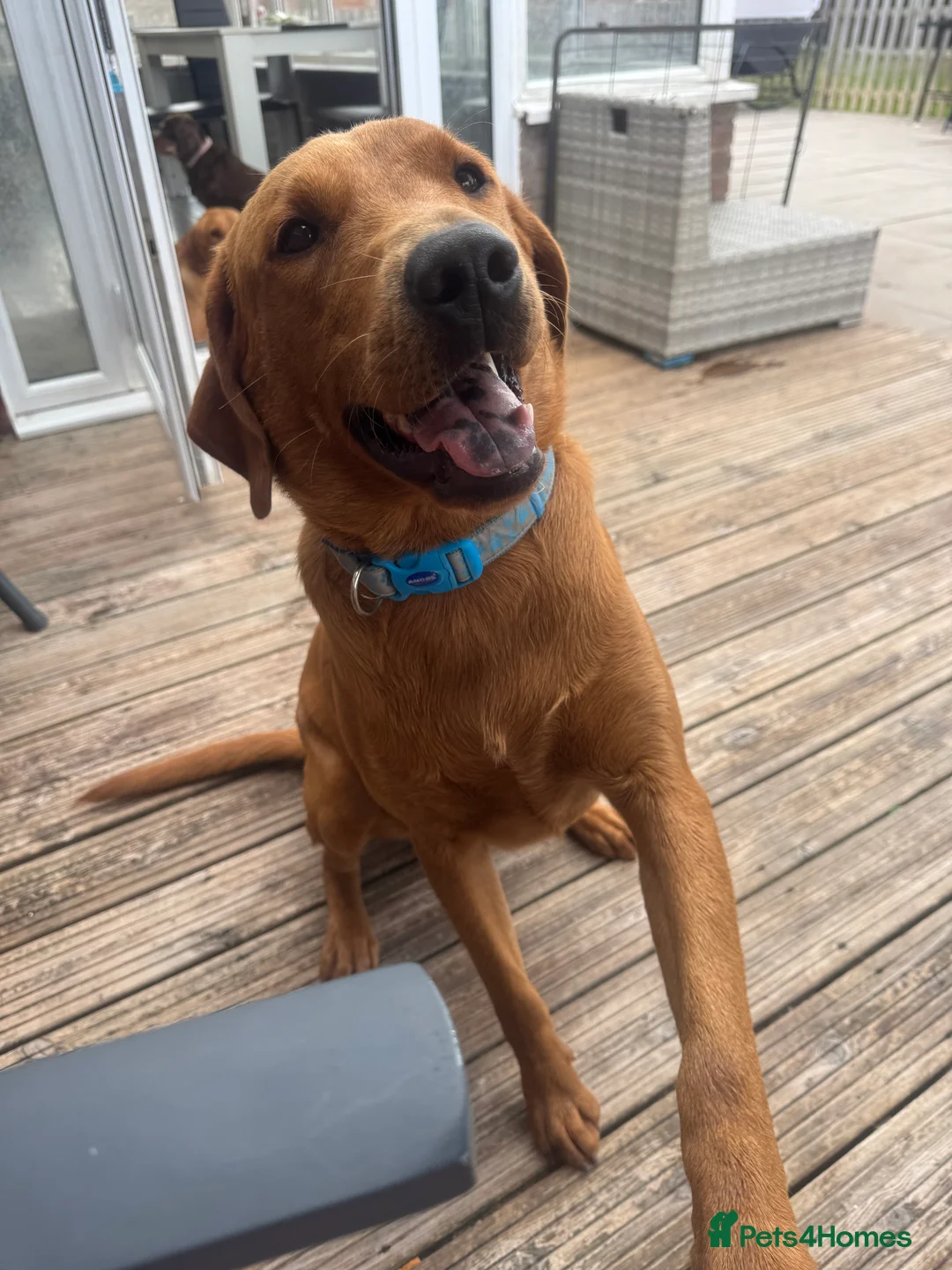 Labrador Retriever dogs for stud: FOX RED LABRADOR FOR STUD ONLY  - Advert 1