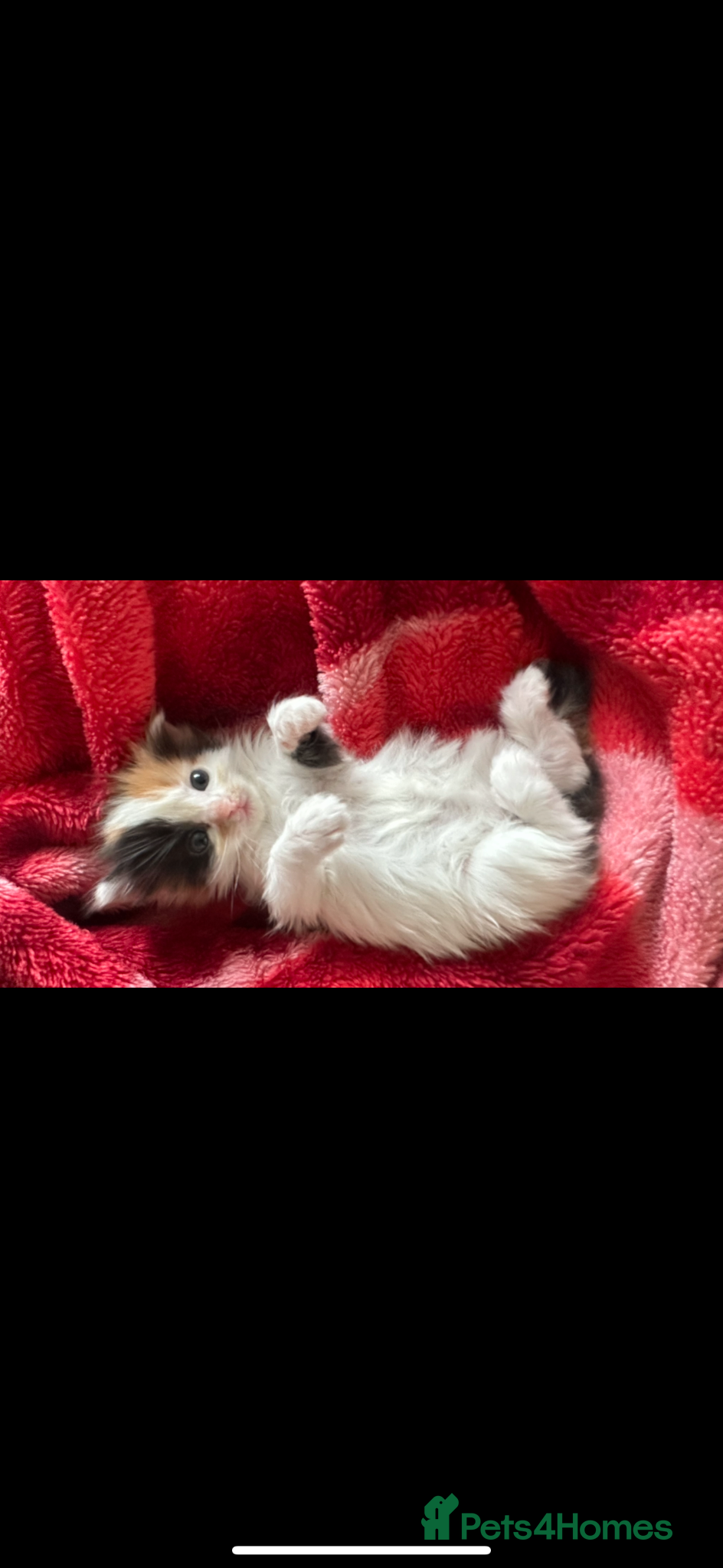Ragdoll cats  calico x ragdoll kittens for sale! - Advert 4