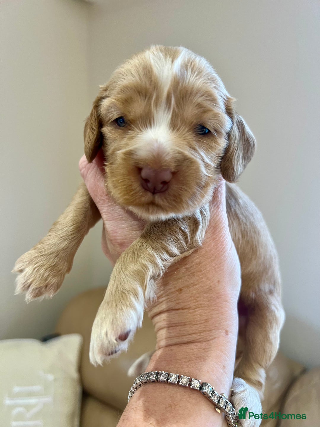 Cocker Spaniel dogs for sale: 4⭐️Licensed KC Reg English Show Cocker Spaniel - Image 1
