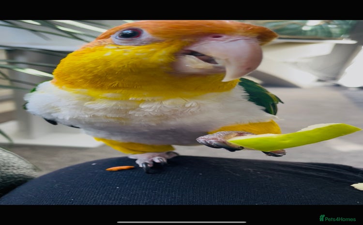 Mixed Breed birds - Advert 1