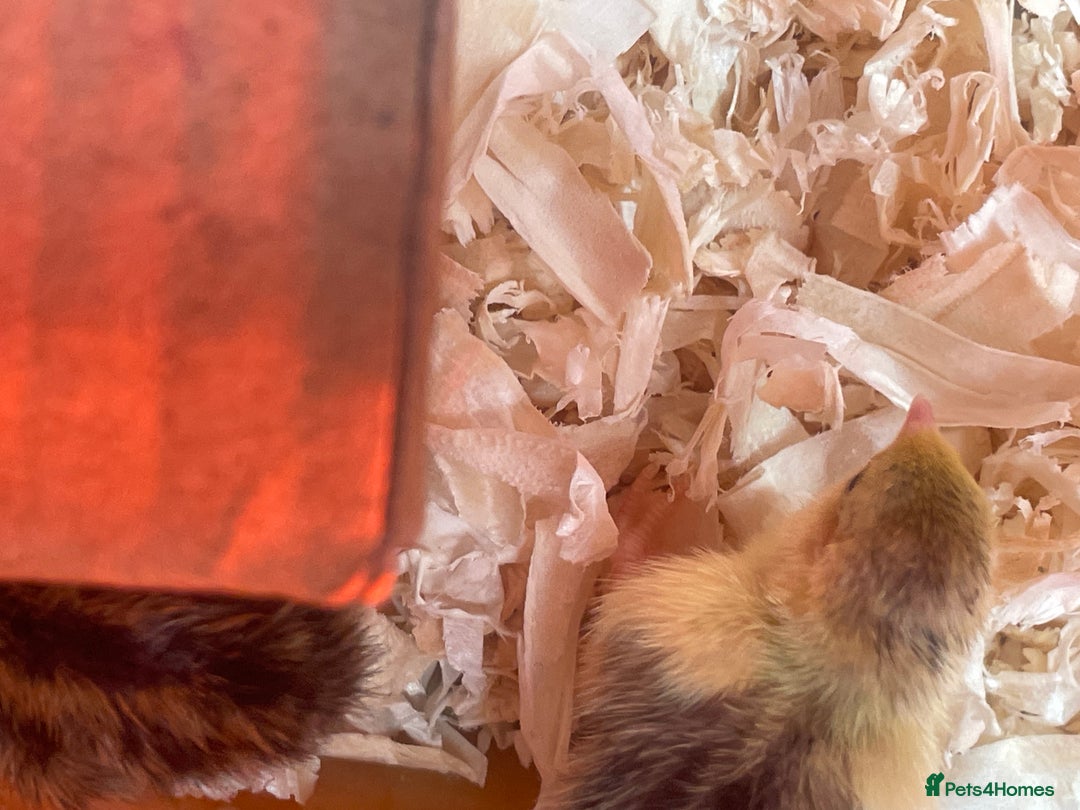 Quail poultry for sale: Chinese Painted Button Quails Chicks - Image 5