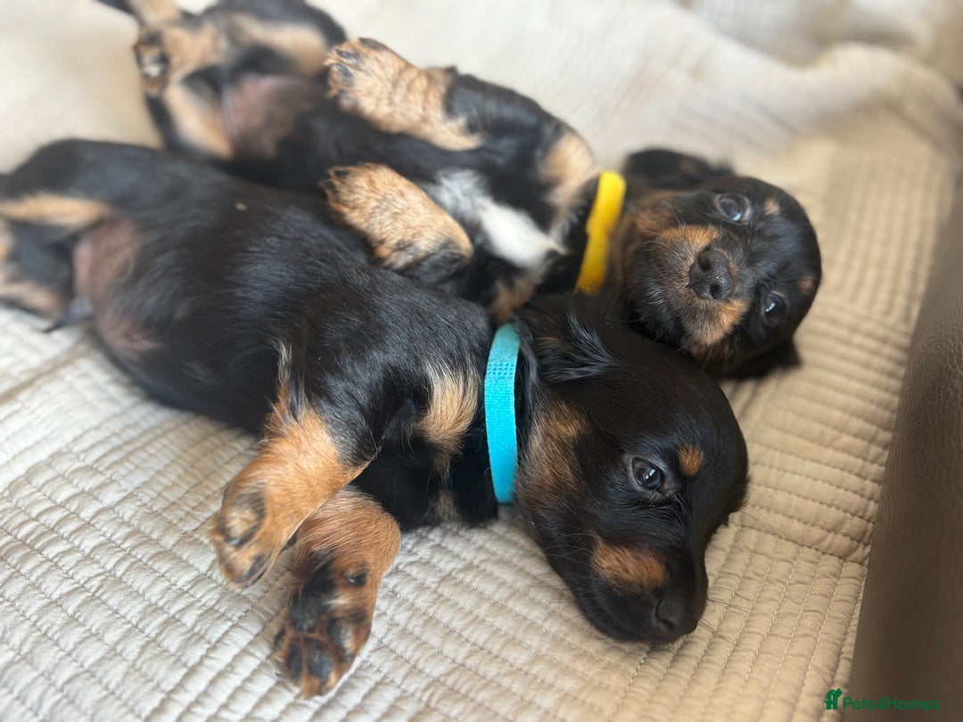 Dachshund dogs for sale: Dachshund  - Image 13