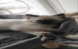 Ragdoll cats for sale: Pedigree Ragdoll Kittens  - Image 6