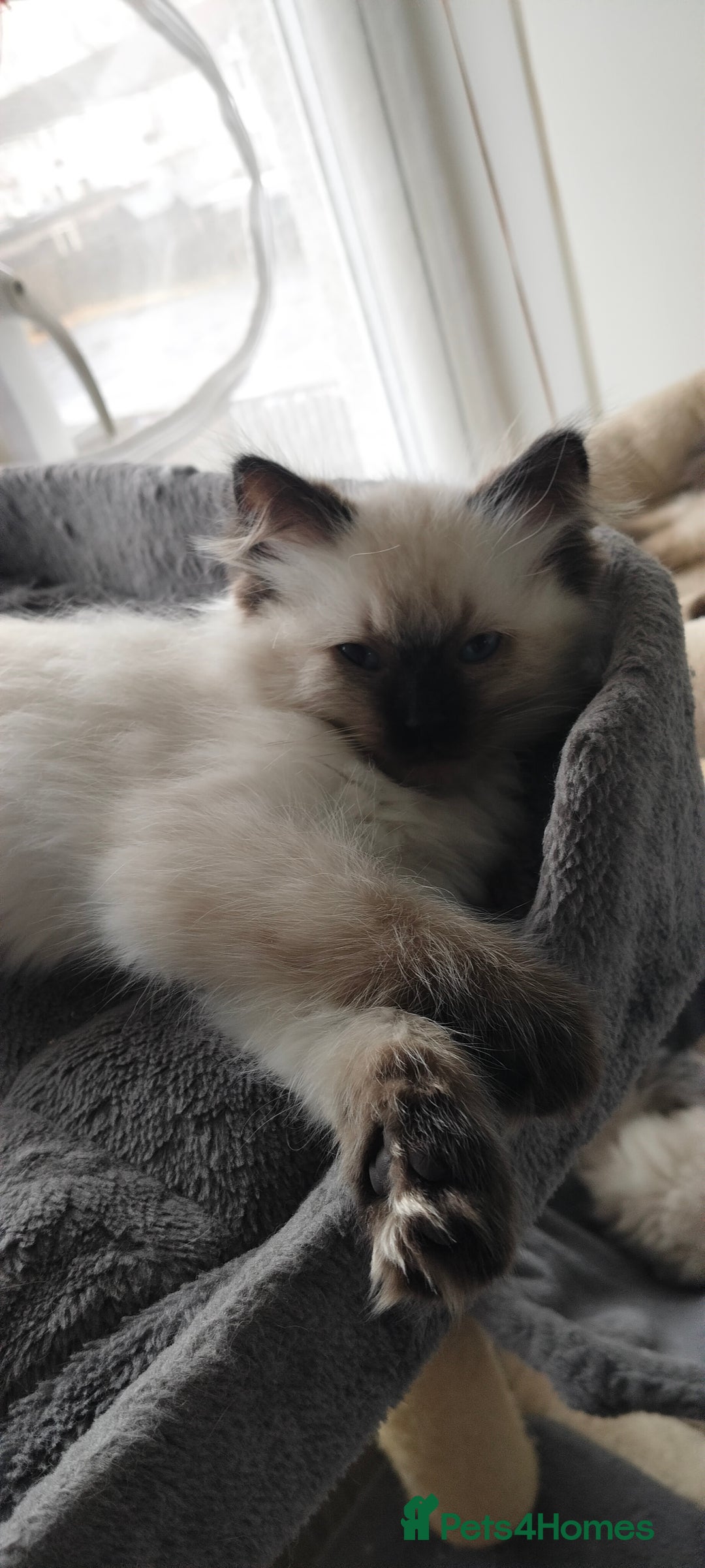 Ragdoll cats for sale: Pedigree Ragdoll Kittens  - Image 6