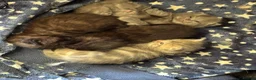 Mixed Breed cats for sale: Stunning kittens available to the best of homes  - Advert 9
